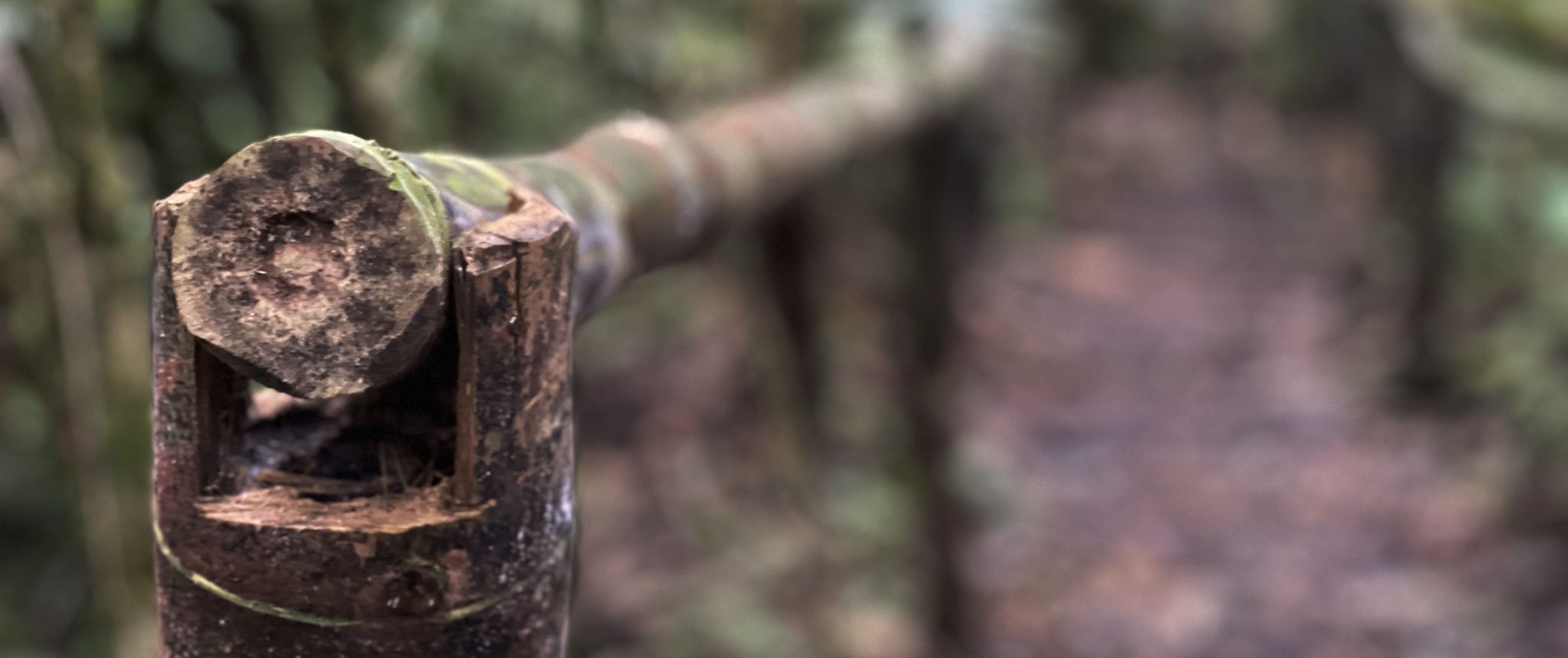 A weathered trail marker along the jungle path